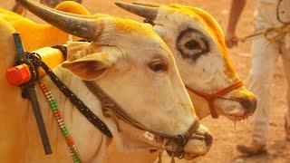 Bailgada Sharyat: Unveiling the Tradition | Bhairavnath Yatra Uchkhadak | Documentary