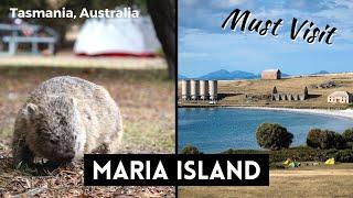 THE BEST THINGS TO DO ON MARIA ISLAND, TASMANIA - Our Favourite Place!!