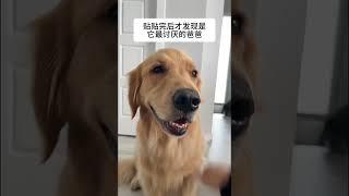 不对劲、很不对劲精神抚慰犬 狗子成精了 萌宠出道计划 治愈小狗 我的萌宠 @DOU+小助手