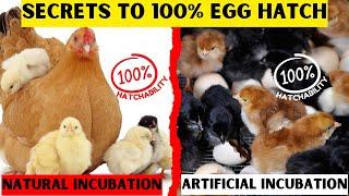 HATCHING EGGS HAS NEVER BEEN THIS EASY | HERE ARE THE SECRETS TO HATCH 100% CHICKS EVERY 21 DAYS