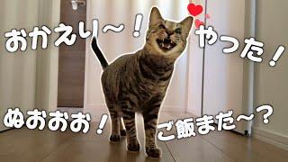 パパの帰りが遅くて心配な猫たちの"おしゃべり"が止まりません…笑