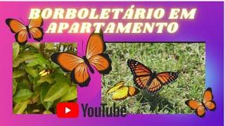 Borboletas no apartamento. Qual o significado da Borboleta laranja? #nature #deus #like