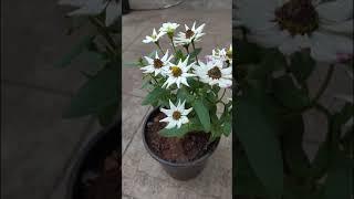 White Zinnia