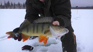 FISHING FOR LARGE PERCH. LIFE IN A WINTER TENT. I LIVE ALONE IN THE FOREST.