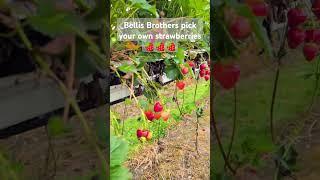Pick Your Own Strawberries!  Fresh Summer Fruit Haul #PYO #Strawberries #Shorts