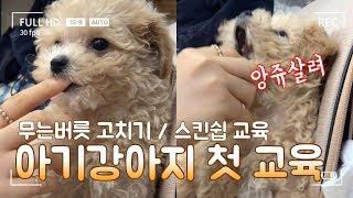 [ENG] 아기강아지 필수 첫 교육 I 무는 강아지 훈련 I 2개월 강아지 훈련 I 강아지 이름 훈련