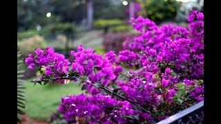 How to increase flowering in Bougainvillea