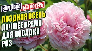 ПОСАДКА РОЗ ОСЕНЬЮ. ОСОБЕННОСТИ ПОСАДКИ РОЗ. РОЗЫ В САДУ. КАК ПРАВИЛЬНО ПОСАДИТЬ РОЗУ? РОЗЫ В САДУ