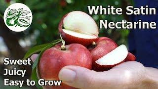 White Satin Nectarine:  Growing Tips - Prune, Pot or Espalier