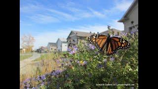 Monarch Gardens, LLC - Prairie up