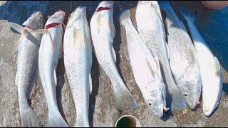 This Beach Is Loaded (Catching Whiting The Easy Way)