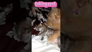 Cato helping her baby to sleep ||                                         #video #2024 #kitten #cat