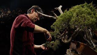 Koji Hiramatsu Bonsai Demonstration (Trophy 2025)