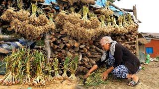 Harvesting Local Organic Garlic | Nepali Village Lifestyle | BijayaLimbu