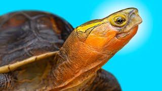 Garden State Tortoise Rushes to Save Turtles from Frigid Temperatures!