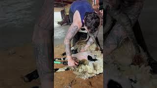 Not A Glamorous Shearing