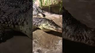 голодный крокодил