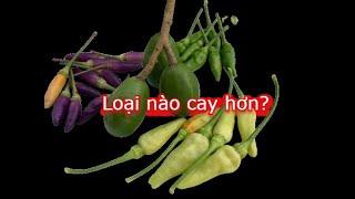 Trong 03 loại ớt hiểm (Xanh, Tím, Trắng), loại nào cay hơn? (TEST) | THÍCH TRỒNG CÂY TV