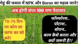 गेहूं की फसल में NPK और Boron का महत्व जाने!! अब होगी बंपर 100 मण पैदावार