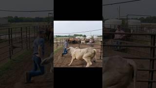 Another Close Call With a Brahma #cattle #ranching #farmlife