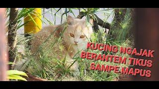 Kucing Menangkap Tikus, Di Pukul Pukul Lalu Buat Mainan