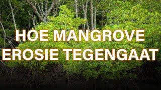 HOE MANGROVE EROSIE TEGENGAAT