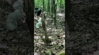 Знайшли гриби за запахом #funghi #mushroom