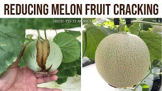 Reducing Melon Fruit Cracking (Cantaloupe) - Growing Melons For Newbie