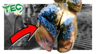 OUT OF CONTROL HOOF CAUSE COW ANKLE PROBLEMS | TEC TV