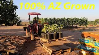 Starting a Fruit Tree Nursery | Desert Adapted Fruit Trees for Everyone