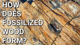 How does Fossilized Wood Form