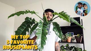 Plant Man P's Top 5 Favorite Houseplants