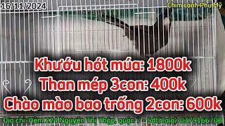 @chimcanhquan7 - (16/11/2024) Chào mào Cao Bằng, Khướu mộc dở, than mép,…