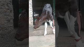 #cow #cowbabyvideo #cowlover #shorts #ytshorts