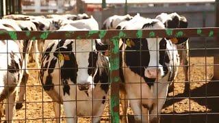 Beating Heat Stress With DeLaval Cow Cooling | Dairy Farming Solutions | DeLaval