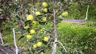 Exciting new apple varieties in our orchard