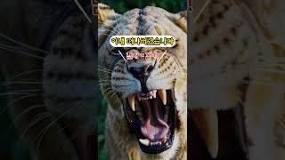 주택가로 내려온 암사자의 최후