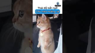 Video thú vị p33  #tintuc #khamphaphuyen #tintucdoday #dongvat #animals #animalshorts