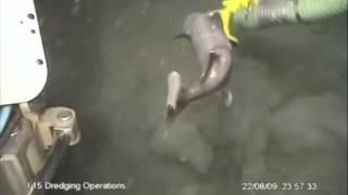 Shark vs Dredge Pump