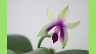 Is Phal bellina right for beginners? | Orchid Growing Care Tips