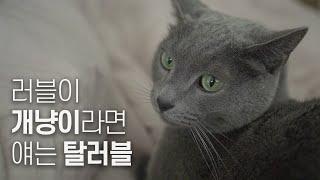 SUB) 11년차 집사가 말하는 러시안블루 ‘찐’ 성격, 개냥이? 온순? | Cat vlog