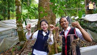 Choáng Ngợp Vườn Sâm Ngọc Linh toàn Củ khủng cực hiếm ở Tu Mơ Rông Kon Tum cùng Già Làng Tây Nguyên