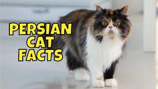 10 Fun Facts About Persian Cats