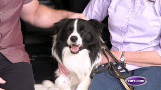 How to Travel with a Dog in the Car