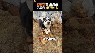 굴파는게 취미인 댕댕이
