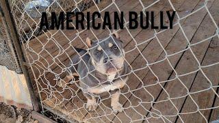 American Bully Kennel