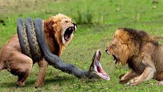 Lions vs Big Python Snake Real Fight