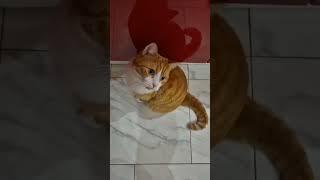 #любимый кот #cute #cat #милый #рыжий #гриша