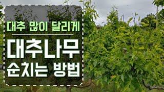 대추가 많이 열리게 # 3차 착과를 위한 가지와, 1.2차 착과를 위한 열매순을 적정하게 배열해가며  순치기 하는 방법