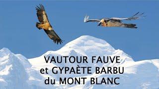 VAUTOUR FAUVE ET GYPAETE BARBU DU MONT BLANC